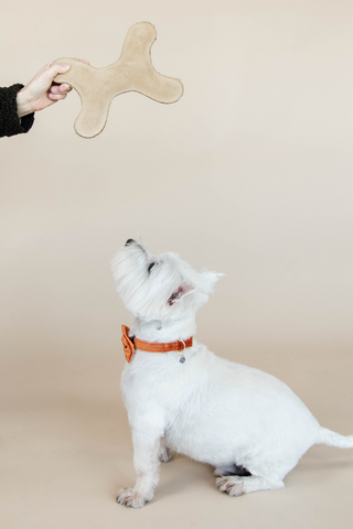 Pastellben Hundleksak