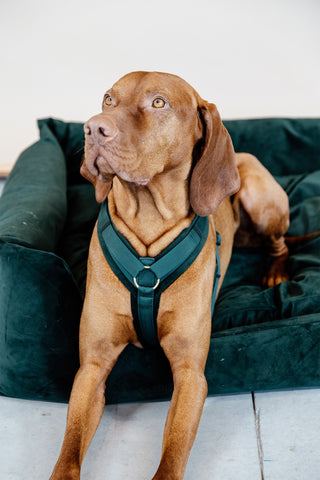 Active Velvet Hundsele