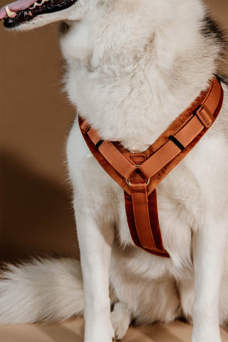 Active Velvet Hundsele