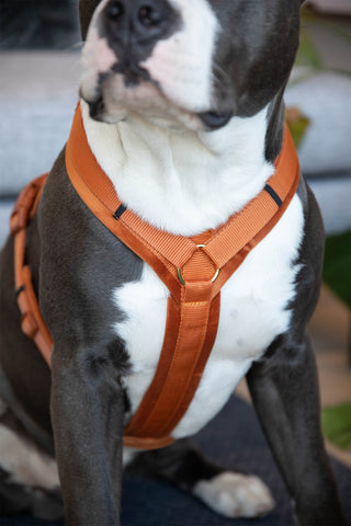 Active Velvet Hundsele