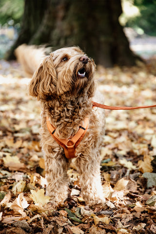 Active Velvet Hundsele