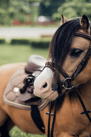 Equestrian Stockholm Hoppschabrak Ponny