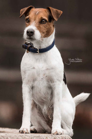 Flätat Nylon Halsband