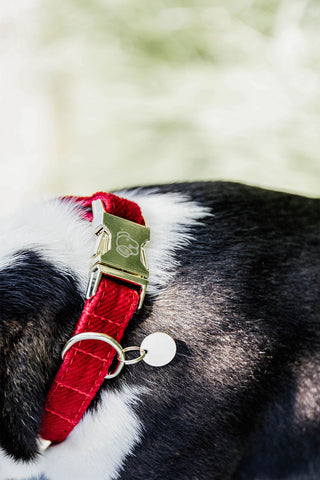 Corduroy Hundhalsband