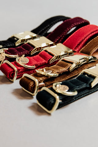 Corduroy Hundhalsband
