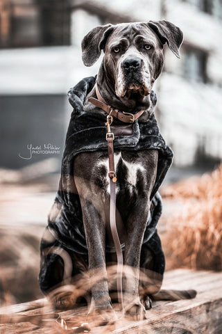 Läder Hundkoppel