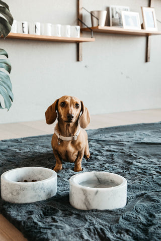 Marmor Hundskål