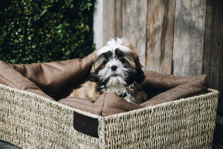 Hundbäddar & Hundfiltar