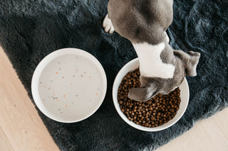 Hundleksaker & Hundmatskålar