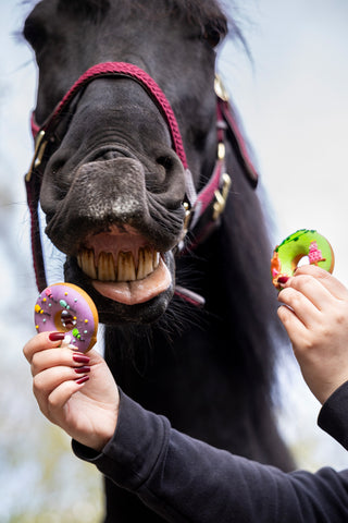 Horse Treats Donuts Party 2-pack