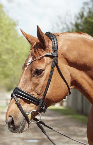 Träns Rundsydd Cassidy Svart/Silver