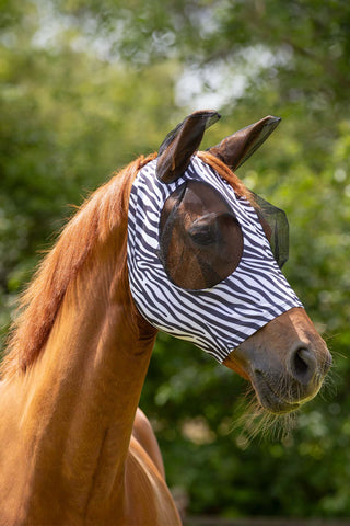Flughuva Zebra