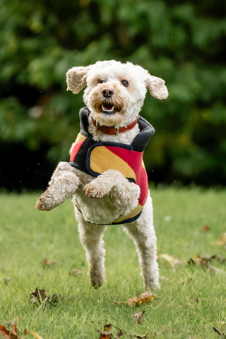 Newmarket Hundfleece XXS Witney Gold