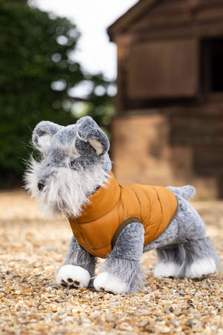 Leksakshund Cooper
