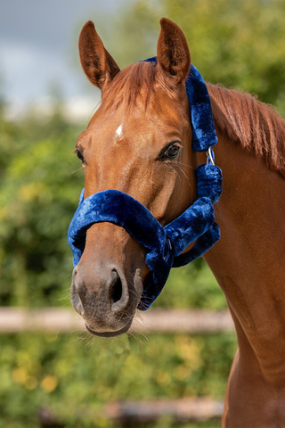 Grimma Alaska Navy / Blå