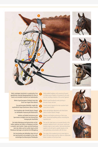 Bridle Equitus Theta Brown