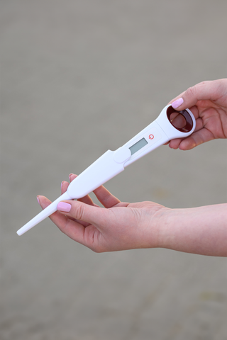Thermomètre numérique pour cheval