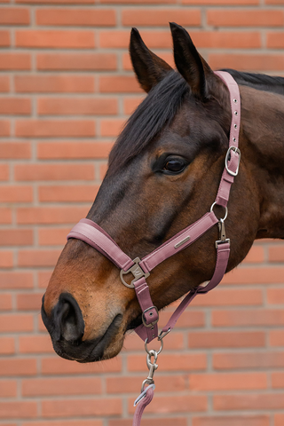 Halfter Set Samt Dusky Pink