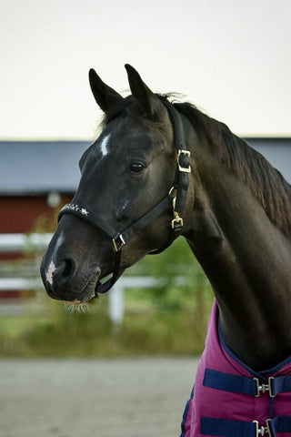 Grimma Derry Svart/Guld