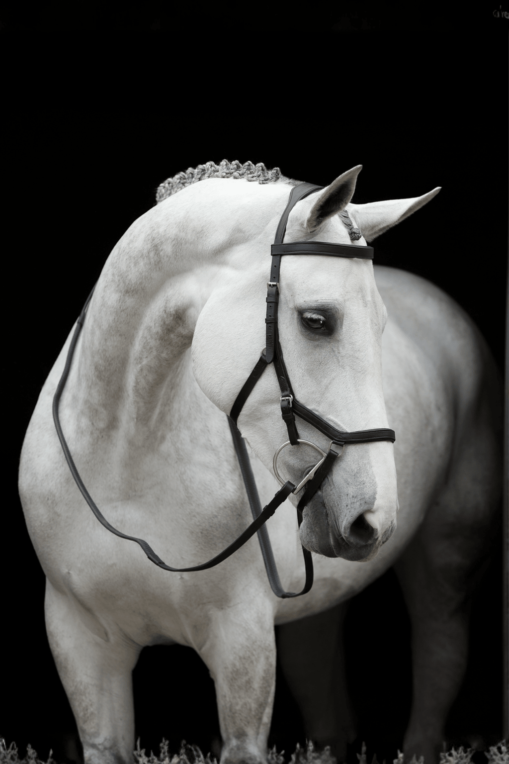 Rambo Micklem Träns Competition – Svensk Ridsport