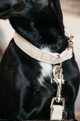 Kentucky Dogwear Hundhalsband Ull