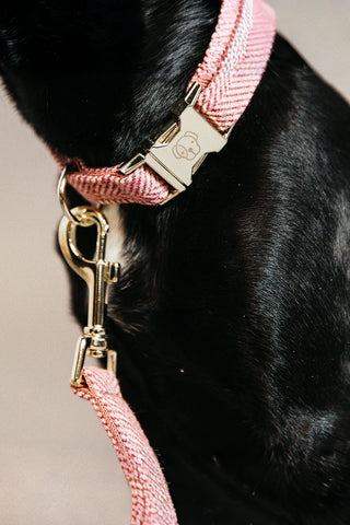 Kentucky Dogwear Hundhalsband Ull