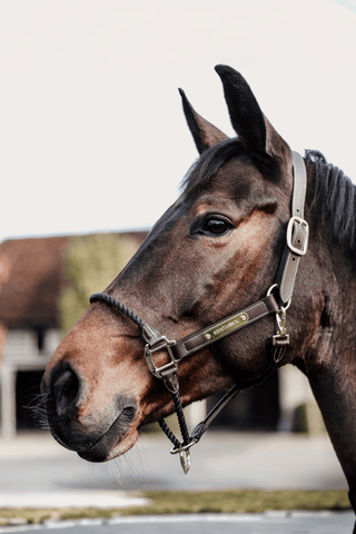 Kentucky Horsewear Repgrimma Läder