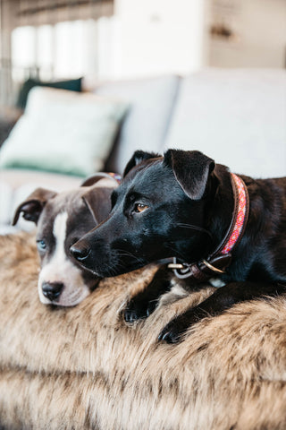 Pärlor Hundhalsband