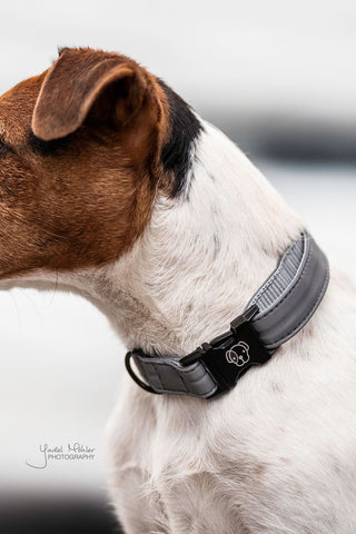 Hundhalsband Reflex