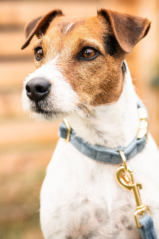 Velvet Hundhalsband