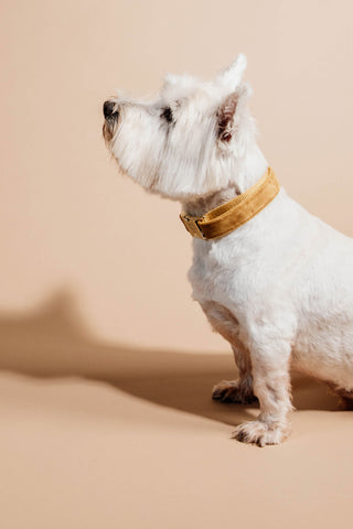 Velvet Hundhalsband