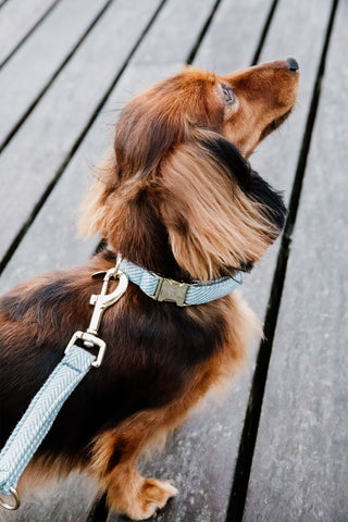 Ull Hundhalsband