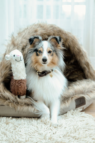 Igloo Hundsäng